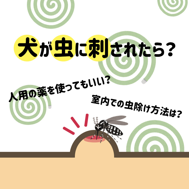 獣医師監修 愛犬が虫に刺された時の対応 人用の薬を塗ってもいい 虫除けのポイントは