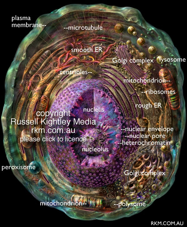 animal cell vacuole diagram