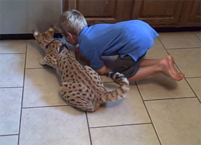Video Du Chat Savannah Le Plus Grand Chat Du Monde