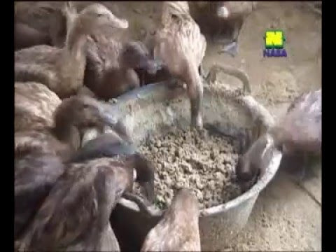 Cara Ternak Ayam Cara Ternak Entok Cepat Besar