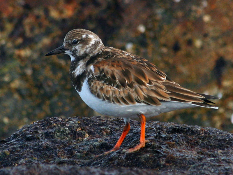Ruddy Turnstone
