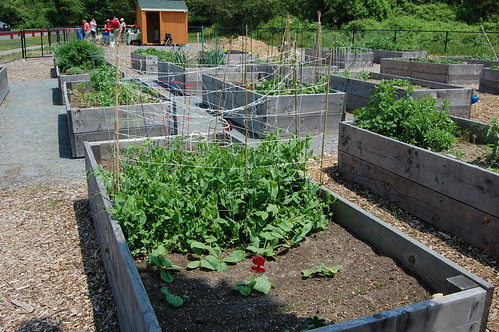 CommGarden_20120528 049