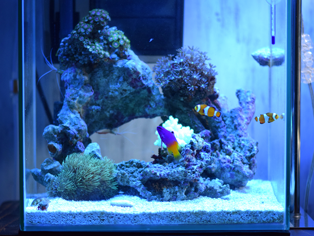 Kbo 小型水槽で海水魚を飼おう カミハタビジネスオンライン