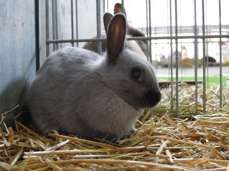 wikiHow to Litter Train a Rabbit -- via wikiHow.com