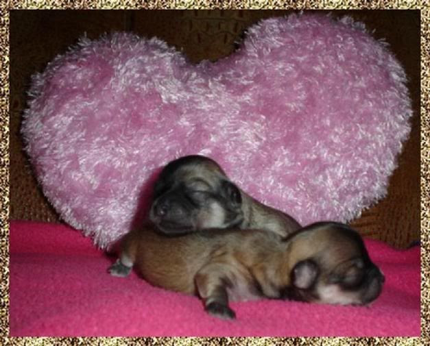 chihuahua puppy