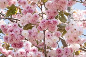 桜の種類 品種一覧 有名な種類の開花時期と特徴をまとめ
