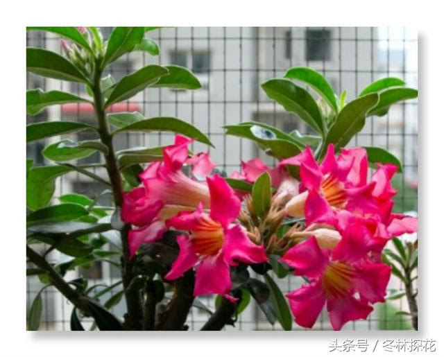 6月19日的生辰花 沙漠玫瑰 每日頭條