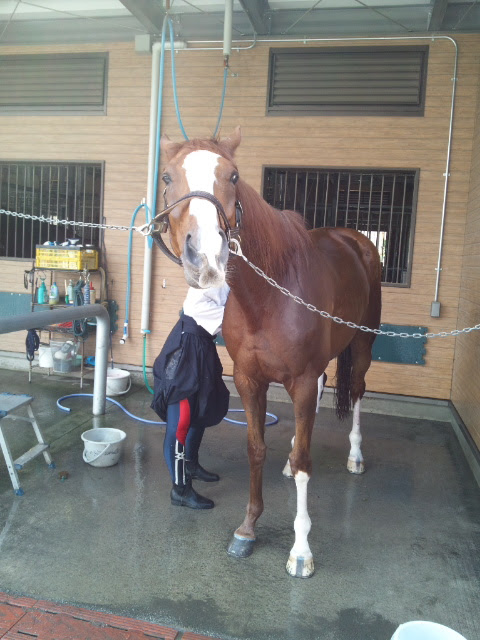 馬の鼻の下 べんけい日記