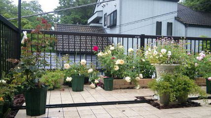 薔薇の森 S W ﾉ ﾉバルコニーにレンガの花壇