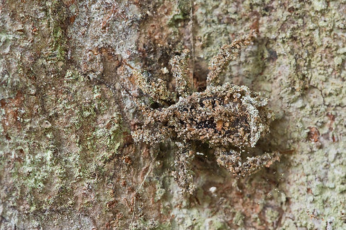 masked hunter Reduvius sp. IMG_9906 copy