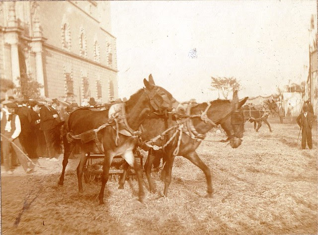 Demostración de un trillo en la Feria de Maquinaria Agrícola en el Hospital Tavera hacia 1910. Fotografía de los Sucesores de Compañy © Cámara Agraria de Toledo, Junta de Comunidades de Castilla-La Mancha