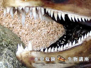 ウツボ Moray Eel
