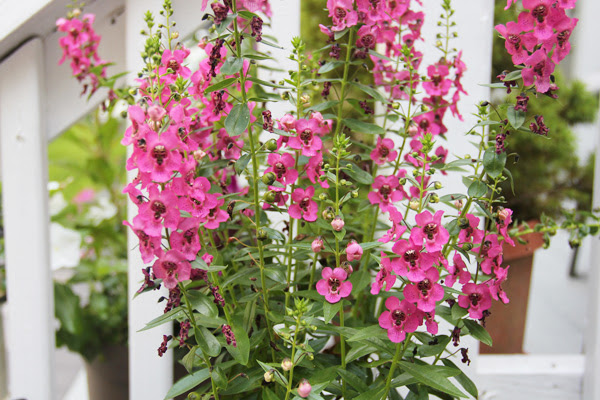 植木鉢で楽しみたい 夏の花選 秋まで長く楽しめる草花たち 植木鉢ナビ