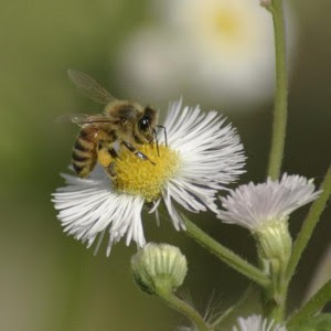 ハルジオン 花を増やそう 蜜源 花粉源 データベース みつばち百花
