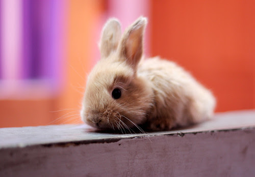 画像素材なら 無料 フリー写真素材のフリーフォト