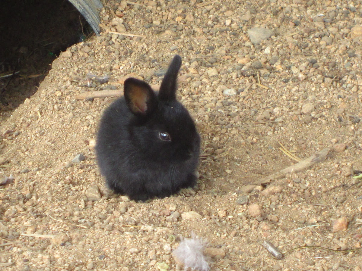 ウサギの赤ちゃんが産まれました 香川県高松市のカフェ ジャルダン