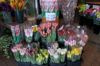 チューリップフェア 開催中 花屋の花泉blog 生活にもっとお花を