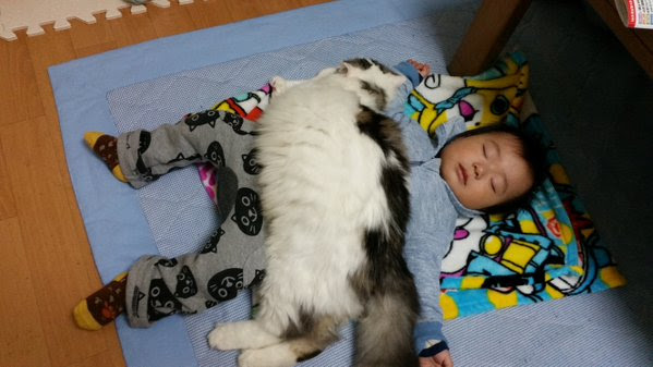 あれ 毛布かけたっけ と思ったらもふもふ猫が赤ちゃんを温めてくれていた Netgeek