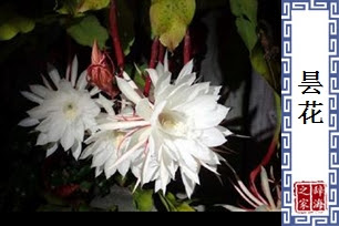 昙花是什么意思 昙花怎么读 造句 拼音 解释 古诗词库