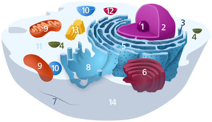 Animal Cell Membrane Function And Structure : Animal Cell Plant Cell Cell Membrane Outer Boundary In Plants Animals Structure Phospholipid Bilayer Hydrophilic Heads Hydrophobic Tails Contains Ppt Download / We did not find results for: