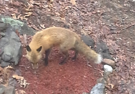Red Fox