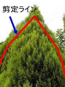コニファーの剪定 庭木の剪定専門サイト