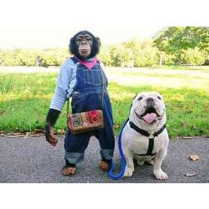 志村どうぶつ園でおなじみのパン君がついに人間に牙を剥く 女性スタッフに噛みつき大怪我 上を向いて歩こう