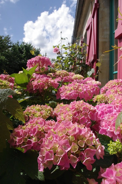 Hydrangeas