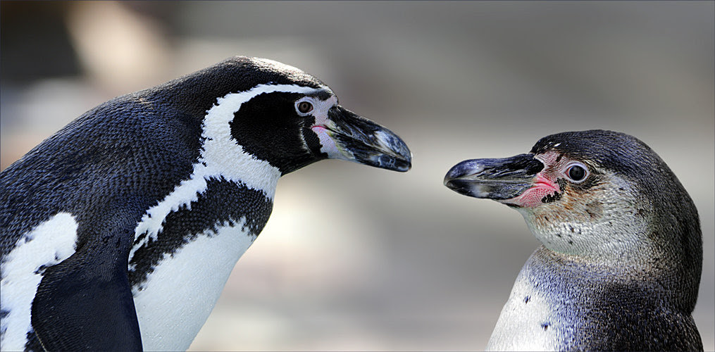 wildlife photography, view community, penguins