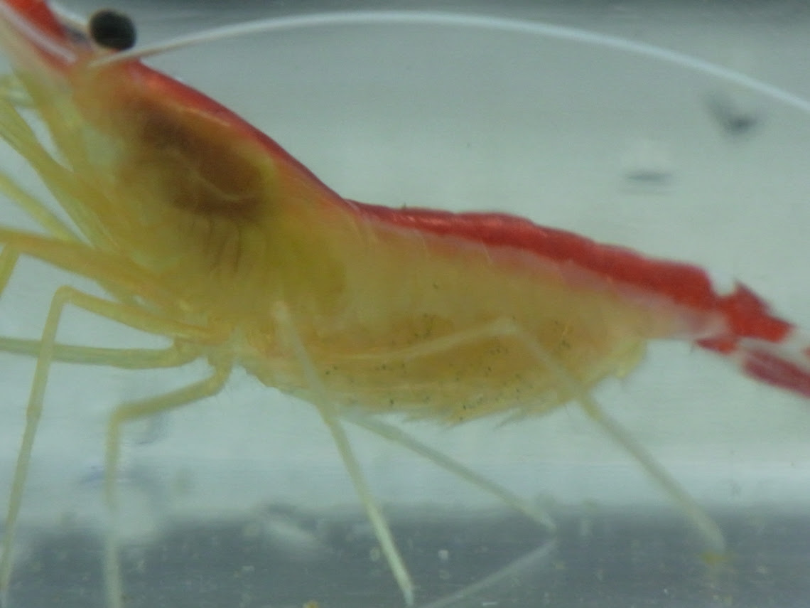海水魚飼育アクアリューム館 スカンクシュリンプの繁殖１ アカスジモエビ アカシマシラヒゲエビ