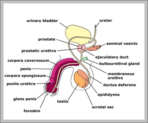 Male Body Parts Graph Diagram