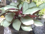 Ide Spesial Bunga Daun Calathea, Tanaman Calathea