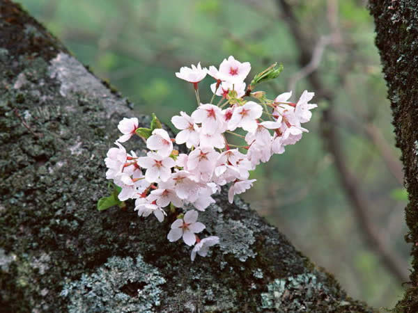 ４月２日 桜 さくら ３６６日への旅 誕生花編 今日の誕生花