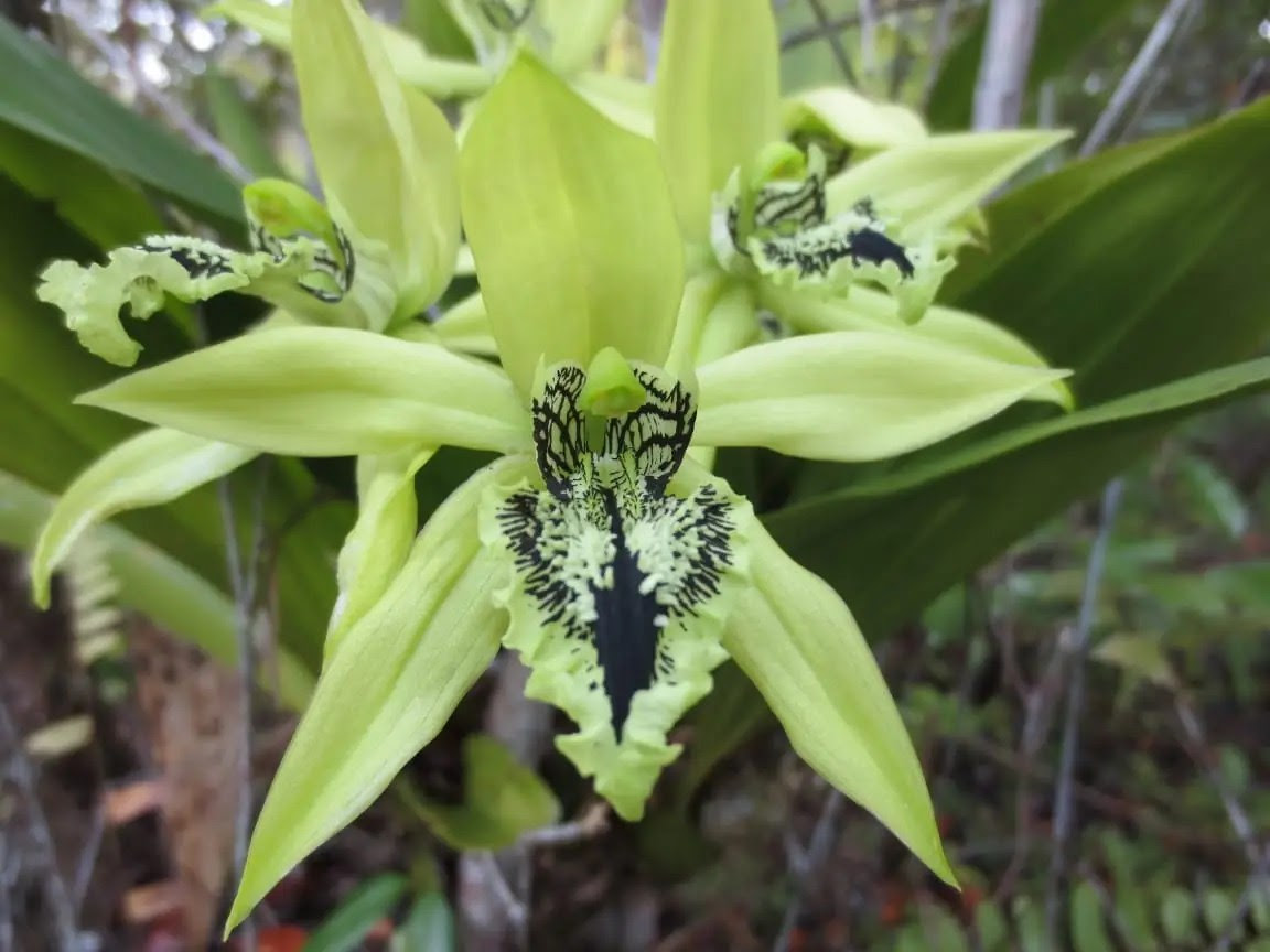 Image of black orchid