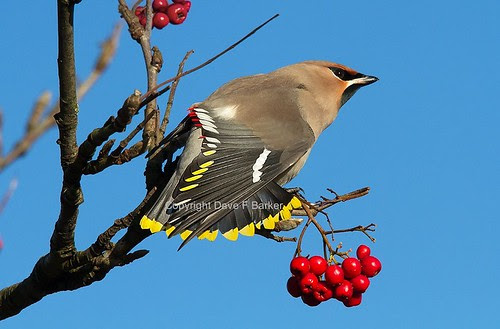 IMG_7926 Waxwing Botany Brow Chorley Lancashire