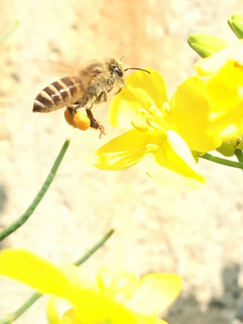 日本蜜蜂 西洋蜜蜂 画像でわかる 見分け方 本日７月１７日火は休館日です みつばち 常滑市南陵市民センター サザンアリーナ 体育館 南陵図書館