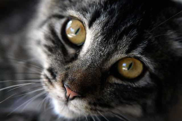 kittenface