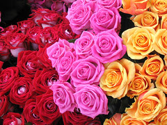 Roses