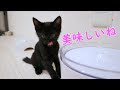 √1000以上 黒猫 イラスト かわいい 簡単 323807-黒猫 イラスト かわいい 簡単