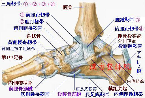 Visual Anatomy 視覚解剖学