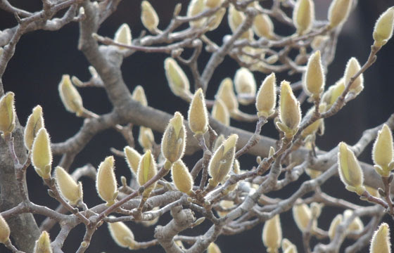 木蓮 マグノリア は剪定枝を切花に 季節を先取りして楽しもう
