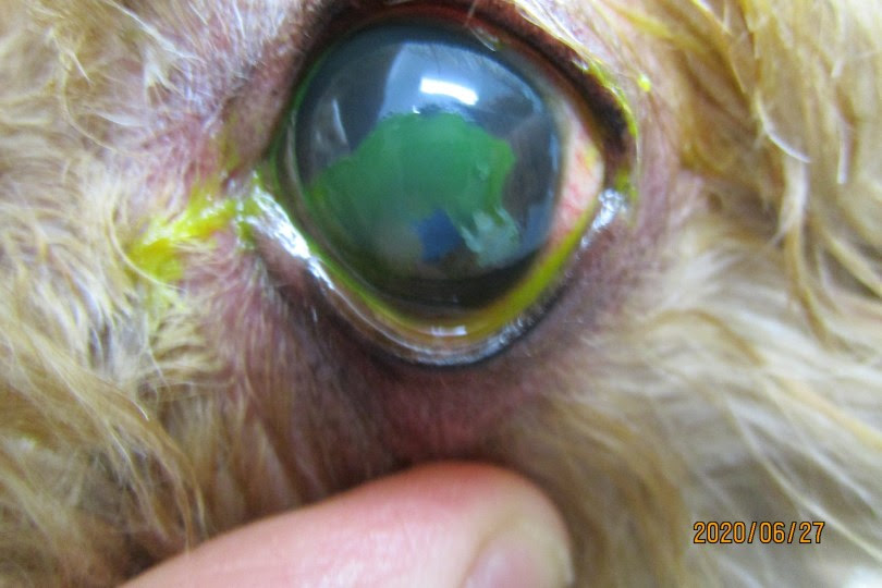 犬の難治性角膜上皮びらん Scceds 彩りブログ