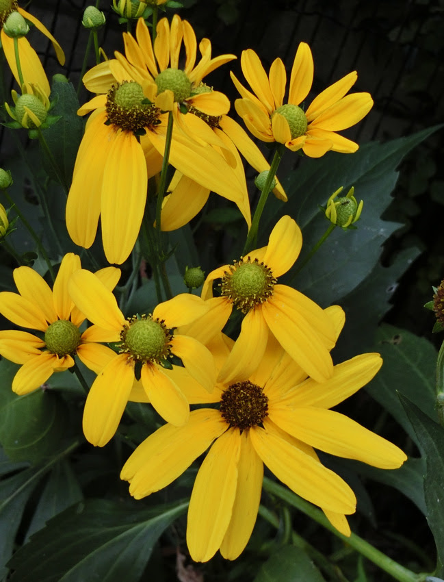 夏の黄色い花 ルドベキア キクイモモドキ メランポジウム等 夕暮れの公園にて K U R A D A S H I