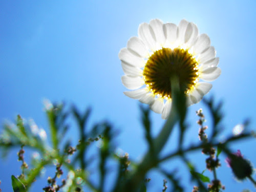 In the Shadow of a Flower
