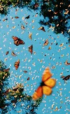 Monarch Butterfly Iphone Wallpaper