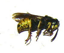 525 Punk Stung