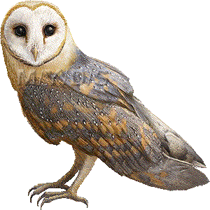 面梟 メン フクロウのイラスト 条件付フリー素材集