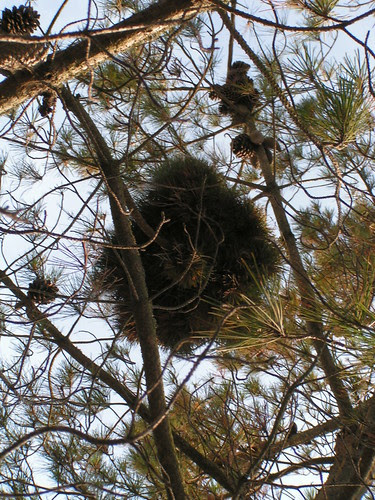 weird growth in pine tree