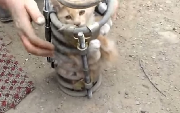 This Cat Really Loves Being Vacuumed Life With Cats This Cat Really Loves Being Vacuumed Life With Cats