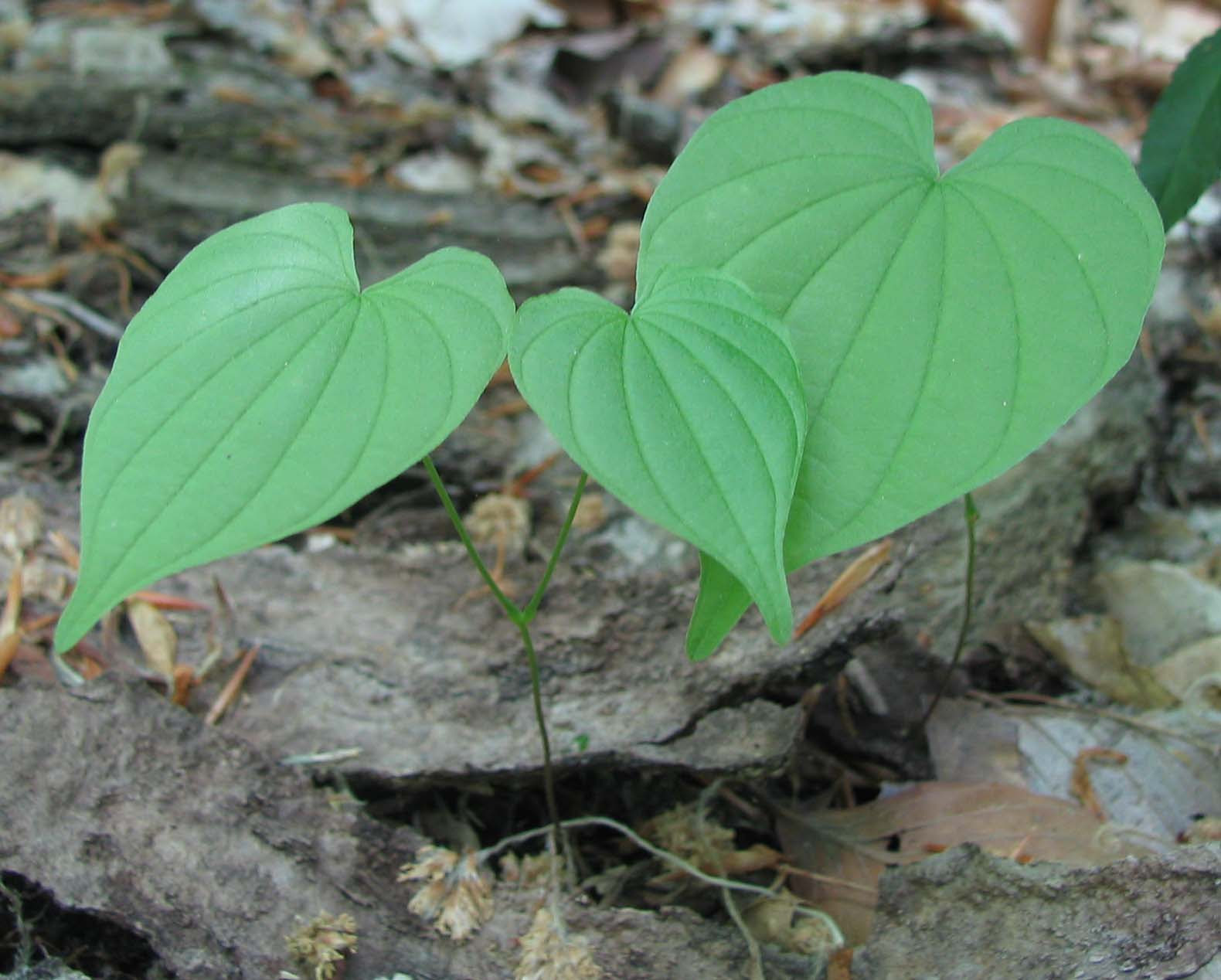 wild yam. umbi uwih